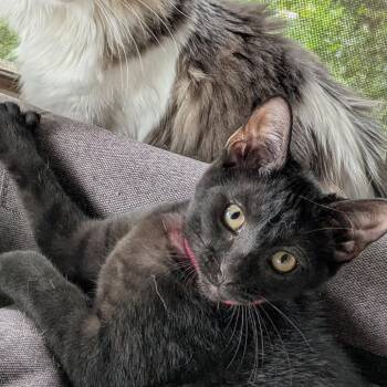 Emmie -  Domestic Short Hair Cat for Adoption in Medina, Ohio - Emmie | PetCurious