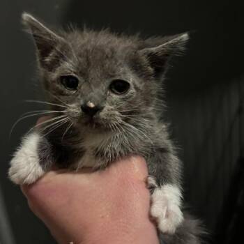 Ella Shaw -  Domestic Short Hair Cat for Adoption in Eagle Mountain, Utah - Ella Shaw | PetCurious