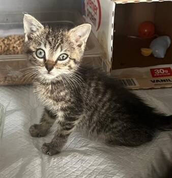 LEMONADE -  Domestic Short Hair Cat for Adoption in Houston, Texas - LEMONADE | PetCurious