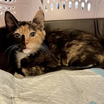 Rescue Calico Cats for Adoption in Glendora, California - Jackies Cali | PetCurious