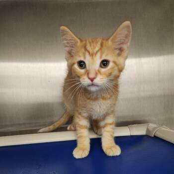 Chevy Silverado -  Domestic Short Hair Cat for Adoption in Fort Wayne, Indiana - Chevy Silverado | PetCurious