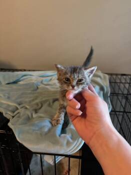 Rescue Domestic Short Hair Cats for Adoption in Mustang, Oklahoma - Dusty | PetCurious