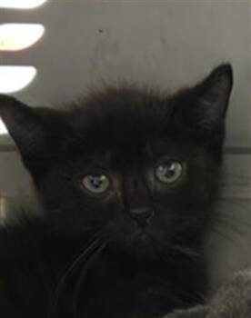 WILL -  Domestic Short Hair Cat for Adoption in Tallahassee, Florida - WILL | PetCurious