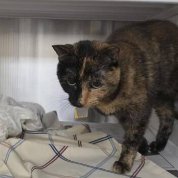 PATCHES -  Domestic Short Hair Cat for Adoption in St. Louis, Missouri - PATCHES | PetCurious