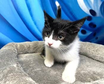Domestic Short Hair Cats Available for Adoption in Fort Lauderdale, Florida - VLAD | PetCurious