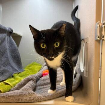 Bing -  Domestic Short Hair Cat for Adoption in Pittsburgh, Pennsylvania - Bing | PetCurious
