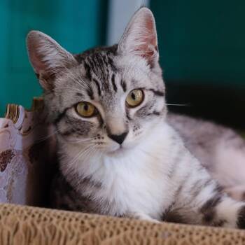 Domestic Short Hair Cats Available for Adoption - Orion | PetCurious