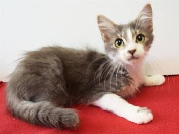 ZION -  Domestic Medium Hair Cat for Adoption in Sacramento, California - ZION | PetCurious