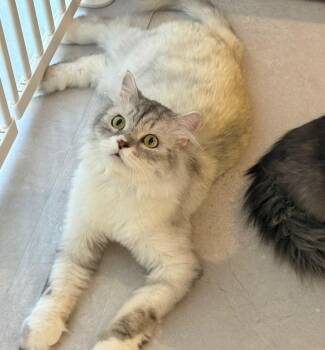 Paxton -  Siberian and Himalayan Cat for Adoption in Brampton, Ontario - Paxton | PetCurious
