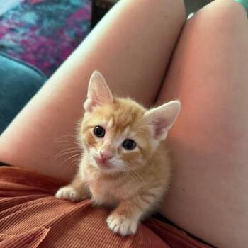 Domestic Short Hair Cats Available for Adoption in Knoxville, Tennessee - Sombrero | PetCurious
