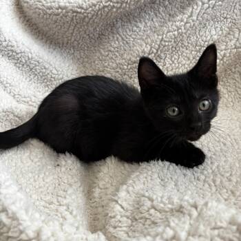 Rescue Domestic Short Hair Cats for Adoption in Bentonville, Arkansas - Zipper | PetCurious