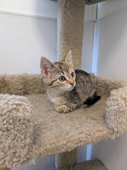 Melody - At Pet Supplies Plus -  Domestic Short Hair Cat Available for Adoption in Kalamazoo, Michigan - Melody - At Pet Supplies Plus | PetCurious