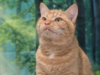 Rescue Tabby and Domestic Short Hair Cats for Adoption in Republic, Washington - Camembert SHY CAT SPECIAL $20 | PetCurious