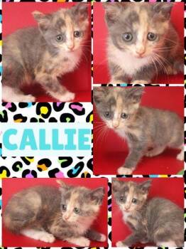 CALLIE -  Domestic Short Hair Cat for Adoption in Kenansville, North Carolina - CALLIE | PetCurious