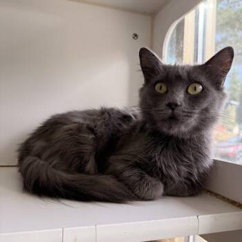 Panini -  Domestic Short Hair Cat for Adoption in Truckee, California - Panini | PetCurious