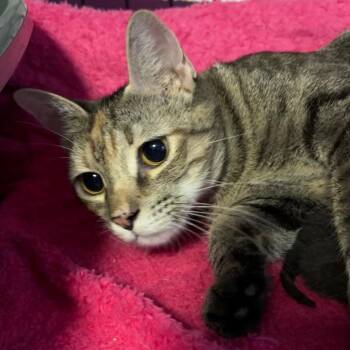 Domestic Short Hair Cats Available for Adoption in Corpus Christi, Texas - Girl Scout | PetCurious