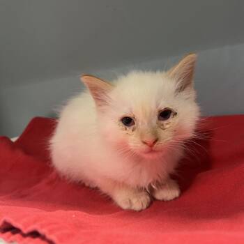 Messi -  Domestic Short Hair Cat for Adoption in Chattanooga, Tennessee - Messi | PetCurious
