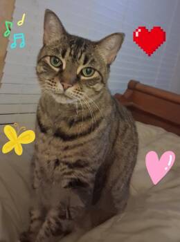 Sara -  Domestic Short Hair Cat for Adoption in Richland Hills, Texas - Sara | PetCurious
