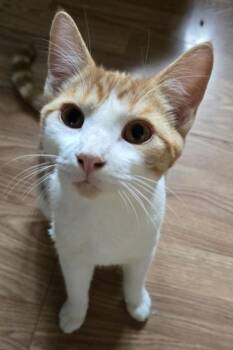 Pikachu -  Domestic Short Hair Cat for Adoption in Lemoyne, Pennsylvania - Pikachu | PetCurious