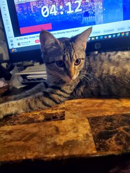 Shelly -  Domestic Short Hair Cat for Adoption in Manhattan, Kansas - Shelly | PetCurious