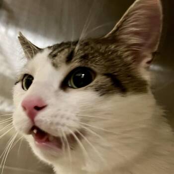 Domestic Short Hair Cats Available for Adoption in St. Louis, Missouri - PANCAKE | PetCurious