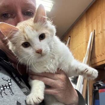 MSMR-Stray-1855 -  Domestic Long Hair Cat for Adoption in Ferndale, Washington - MSMR-Stray-1855 | PetCurious