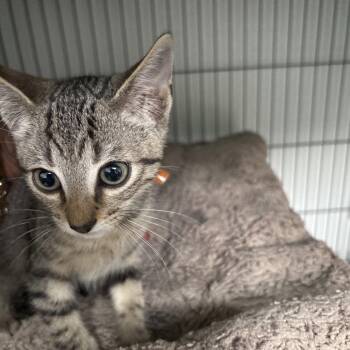 Milky -  Domestic Short Hair Cat for Adoption in Dallas, Texas - Milky | PetCurious