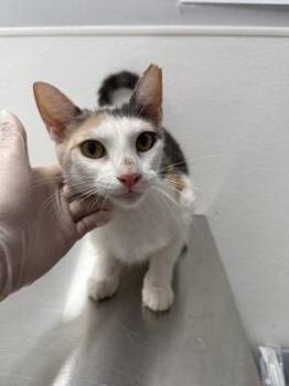 Pickle -  Domestic Short Hair Cat for Adoption in West Chester, Pennsylvania - Pickle | PetCurious
