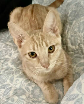 Rescue Domestic Short Hair Cats for Adoption in Encinitas, California - Arnica | PetCurious