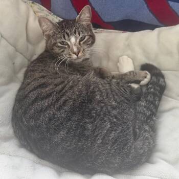 Domestic Short Hair Cats Available for Adoption in Villa Park, California - Minerva | PetCurious