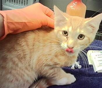 ROOSTER -  Domestic Short Hair Cat for Adoption in Indianapolis, Indiana - ROOSTER | PetCurious