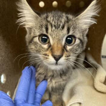 Tinkerbell -  Domestic Long Hair Cat for Adoption in Pasadena, California - Tinkerbell | PetCurious
