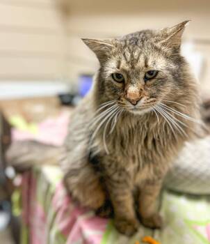 Domestic Long Hair Cats Available for Adoption - Jason Momoa | PetCurious