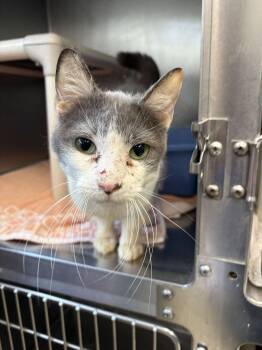 Shrimp -  Domestic Short Hair Cat for Adoption in Bowling Green, Ohio - Shrimp | PetCurious