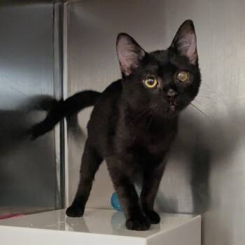Dior -  Domestic Short Hair Cat for Adoption in Los Angeles, California - Dior | PetCurious