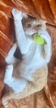 Tater (total snuggle bug) -  Domestic Short Hair Cat for Adoption in Houston, Texas - Tater (total Snuggle Bug) | PetCurious