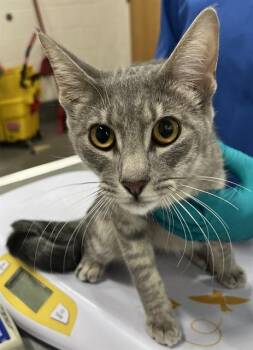 Domestic Short Hair Cats Available for Adoption - AVIS | PetCurious