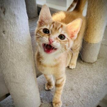 Domestic Long Hair Cats Available for Adoption - Soot Sprite And Binx | PetCurious