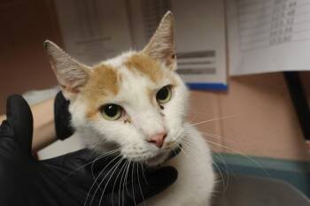 COBBLER -  Domestic Short Hair Cat for Adoption in Columbia, South Carolina - COBBLER | PetCurious