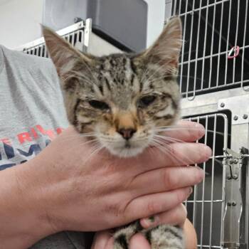 Popel -  Domestic Short Hair Cat for Adoption in Idaho Falls, Idaho - Popel | PetCurious