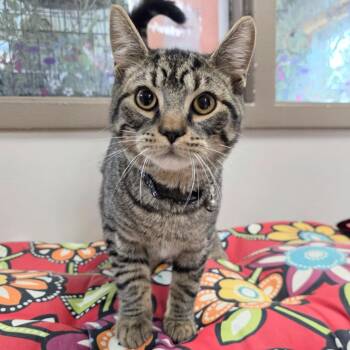 Domestic Short Hair Cats Available for Adoption in New Cumberland, West Virginia - Mothman | PetCurious