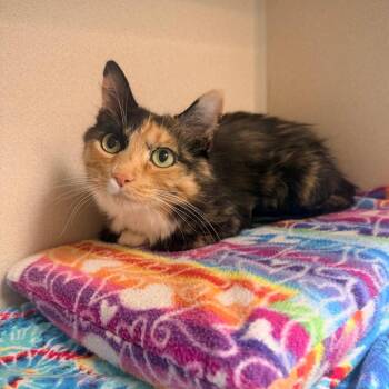 Misty -  Domestic Medium Hair Cat for Adoption in Great Falls, Montana - Misty | PetCurious