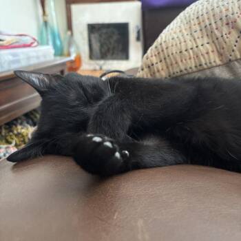 Bluejay -  Domestic Short Hair Cat for Adoption in Evanston, Illinois - Bluejay | PetCurious