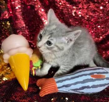 Broccoli -  Domestic Short Hair Cat Available for Adoption in Conway, South Carolina - Broccoli | PetCurious
