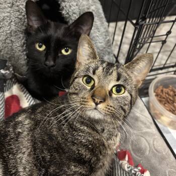 Speedy & Flipper -  Domestic Short Hair Cat for Adoption in Stoughton, Wisconsin - Speedy & Flipper | PetCurious