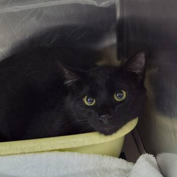 Domestic Short Hair Cats Available for Adoption in Ardmore, Oklahoma - Robbie | PetCurious