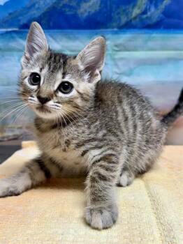 CATNIP -  Domestic Short Hair Cat for Adoption in San Antonio, Texas - CATNIP | PetCurious