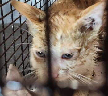 Rescue Domestic Short Hair Cats for Adoption in San Antonio, Texas - ELLIS | PetCurious