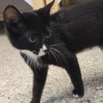 Tucker -  Domestic Short Hair Cat for Adoption in Cedar Rapids, Iowa - Tucker | PetCurious