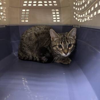 Roscoe -  Domestic Short Hair Cat for Adoption in Indianapolis, Indiana - Roscoe | PetCurious